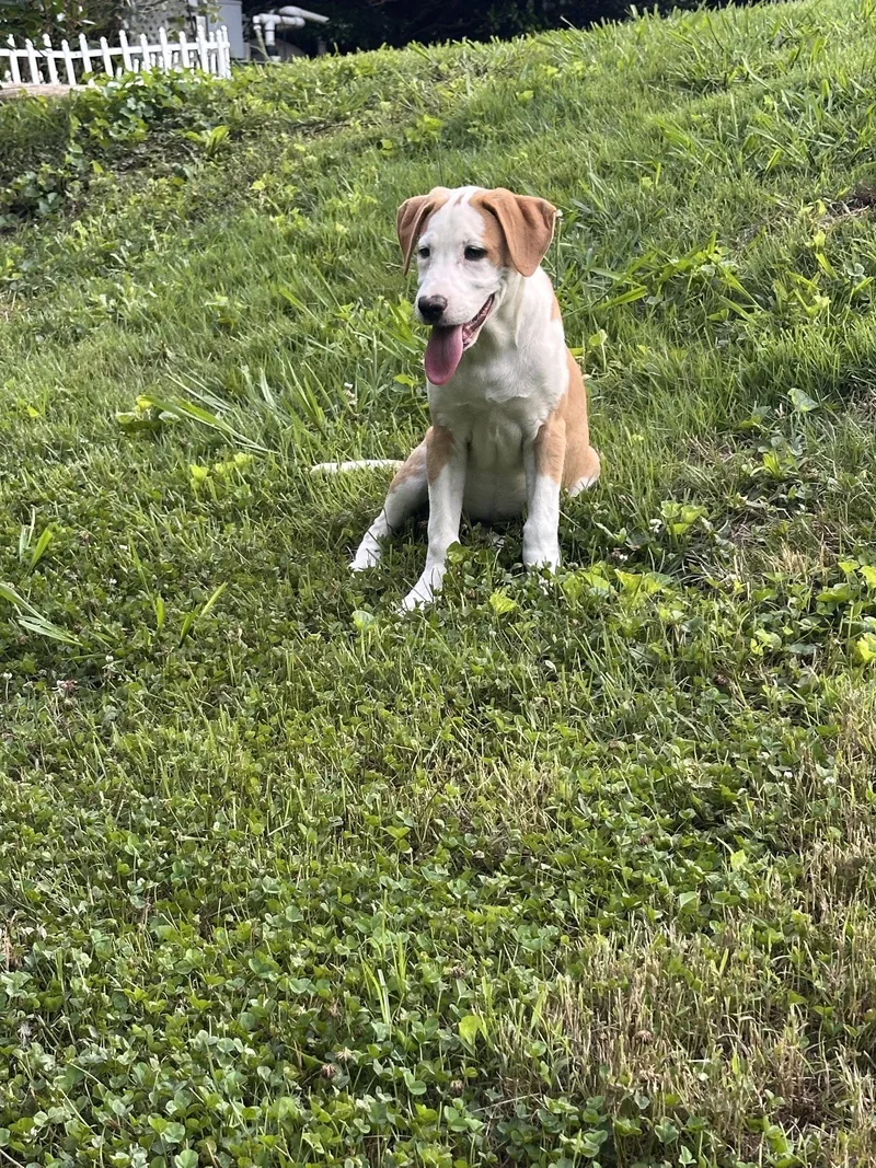 A young medium-sized female Beagle dog named Delilah for adoption in Ball Ground, GA