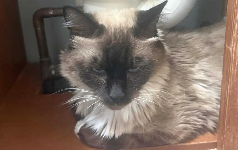 Sylvia Green thumbnail 3