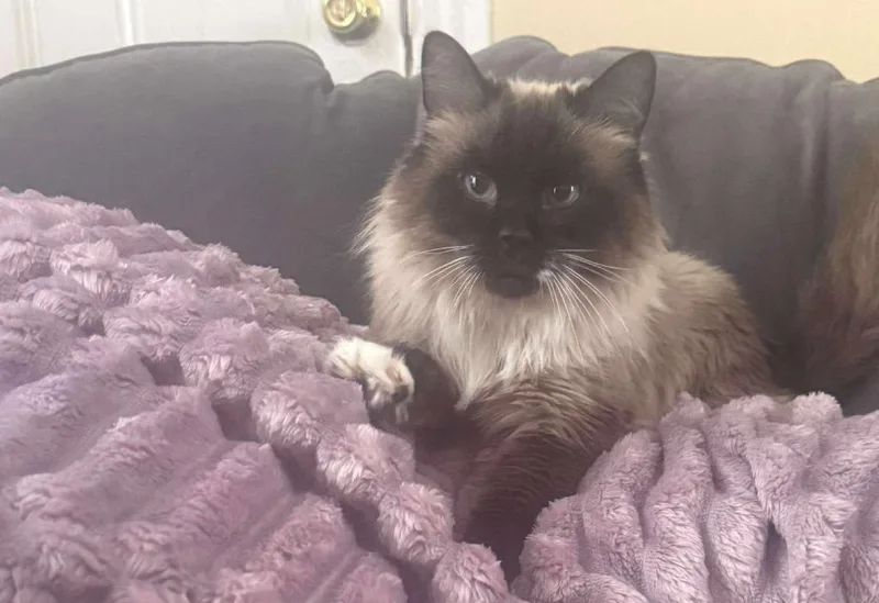 Sylvia Green thumbnail 4