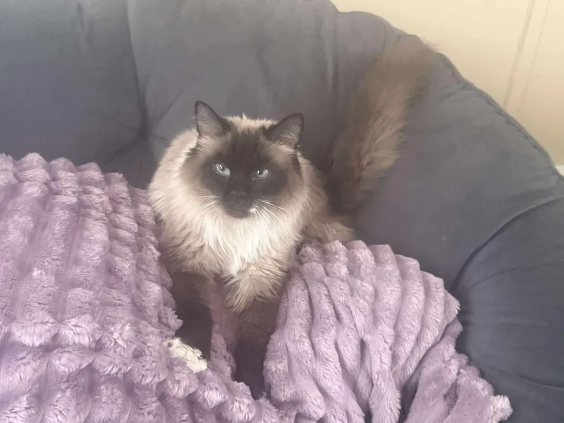 Sylvia Green thumbnail 5