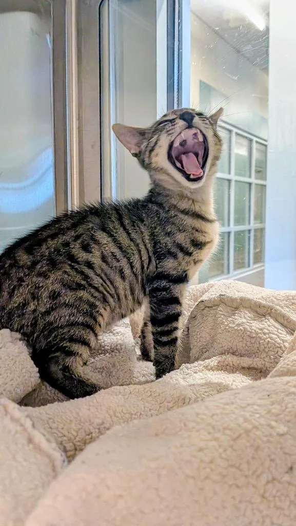 A baby small-sized male Domestic Short Hair cat named Brisby for adoption in Seguin, TX