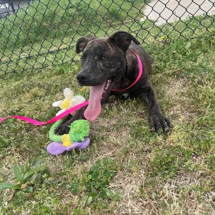A baby medium-sized male Pit Bull Terrier dog named Tazzy for adoption in Springdale, AR