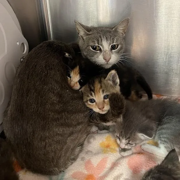 An adult medium-sized female Gray / Blue / Silver Domestic Short Hair cat named Snow White for adoption in Redwood City, CA
