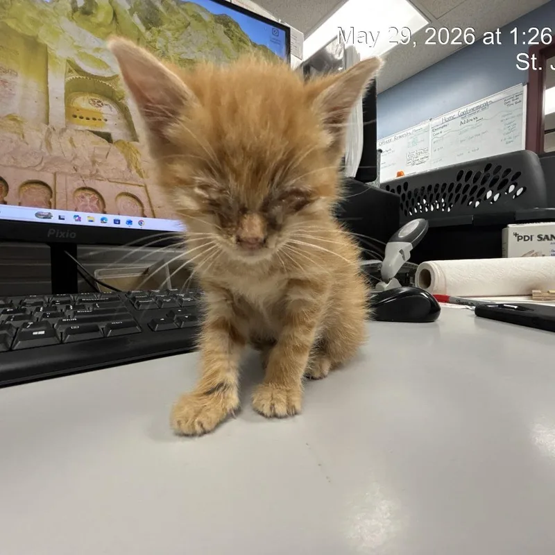 A baby small-sized female Orange / Red Domestic Short Hair cat named Heebie Jeebies for adoption in St Joseph, MO