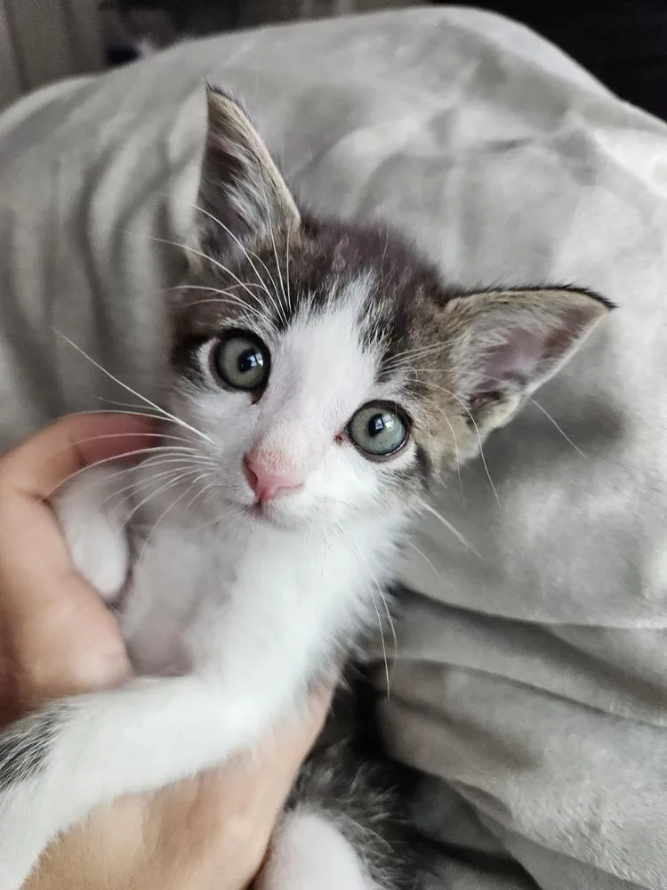 A baby small-sized male Gray & White Domestic Short Hair cat named Roscoe for adoption in Dallas, TX