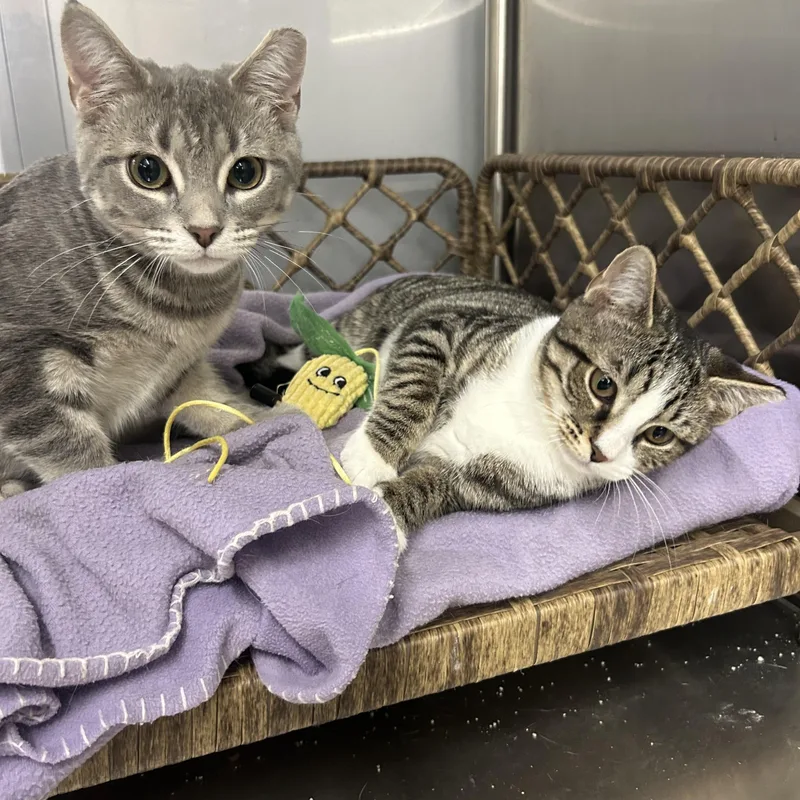 A baby medium-sized female Domestic Short Hair cat named Stitch for adoption in York, PA
