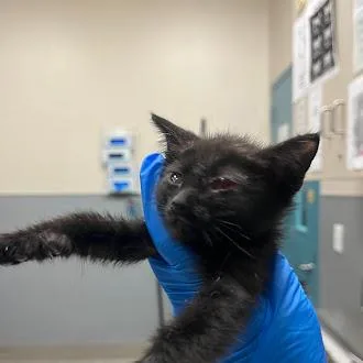 A baby small-sized female Domestic Short Hair cat named Moira for adoption in Las Vegas, NV