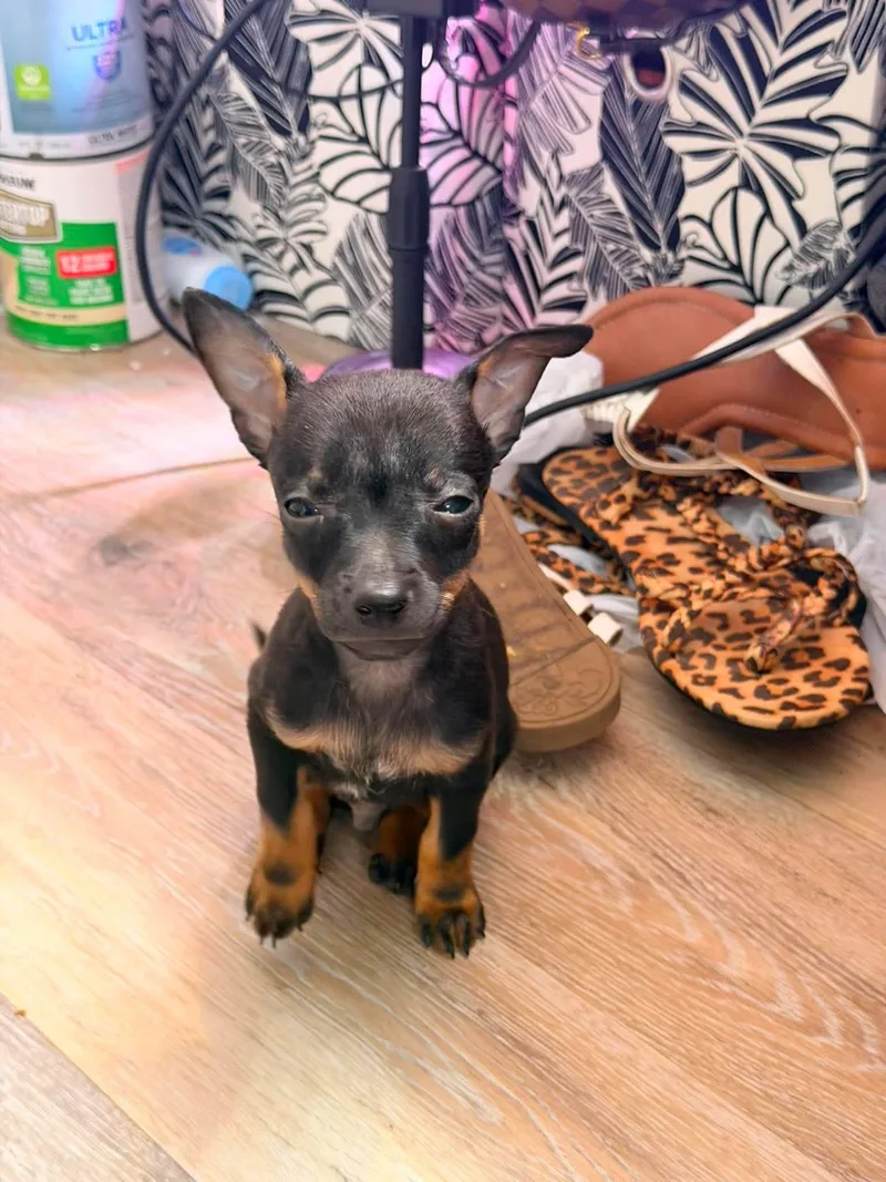 A baby small-sized male Black Chihuahua dog named Snickers for adoption in Kannapolis, NC