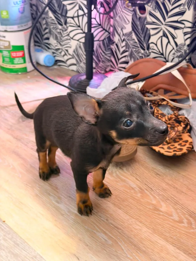 Snickers thumbnail 2