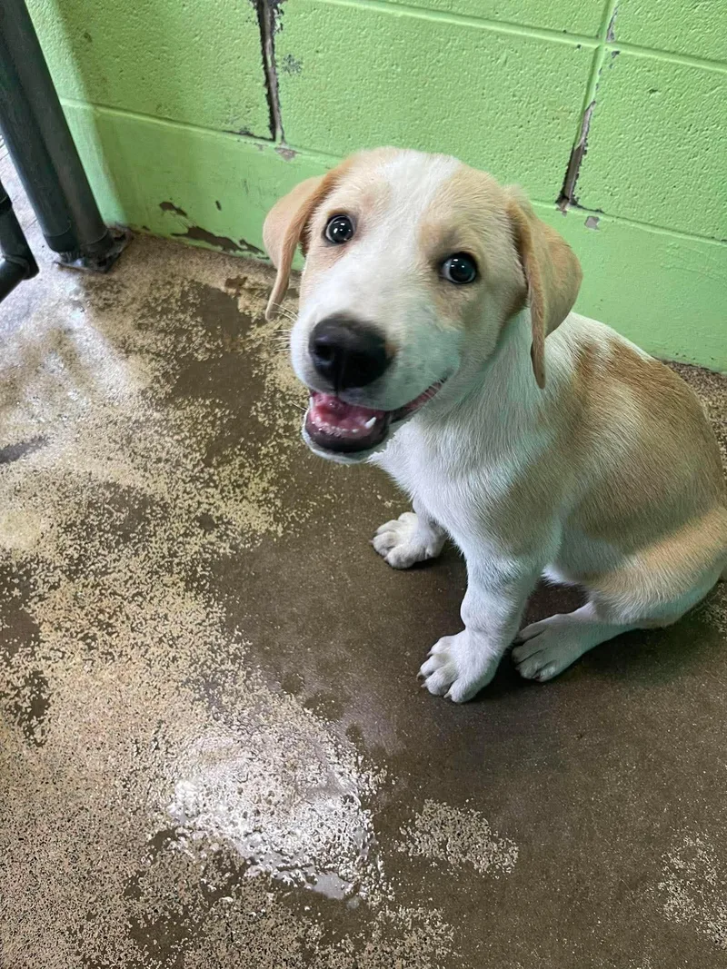 A baby medium-sized male Apricot / Beige Australian Shepherd dog named Banister for adoption in Fort Payne, AL