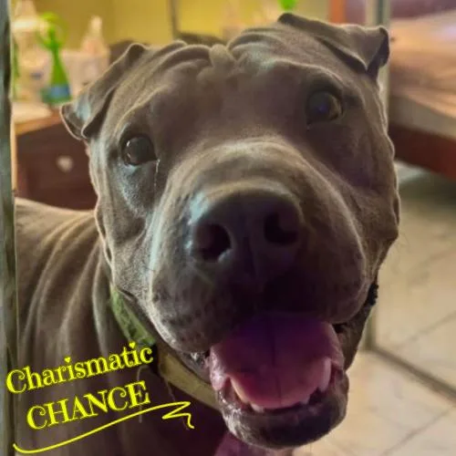 Charismatic Chance