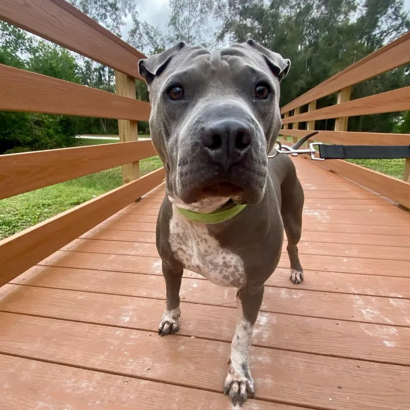 Charismatic Chance thumbnail 4