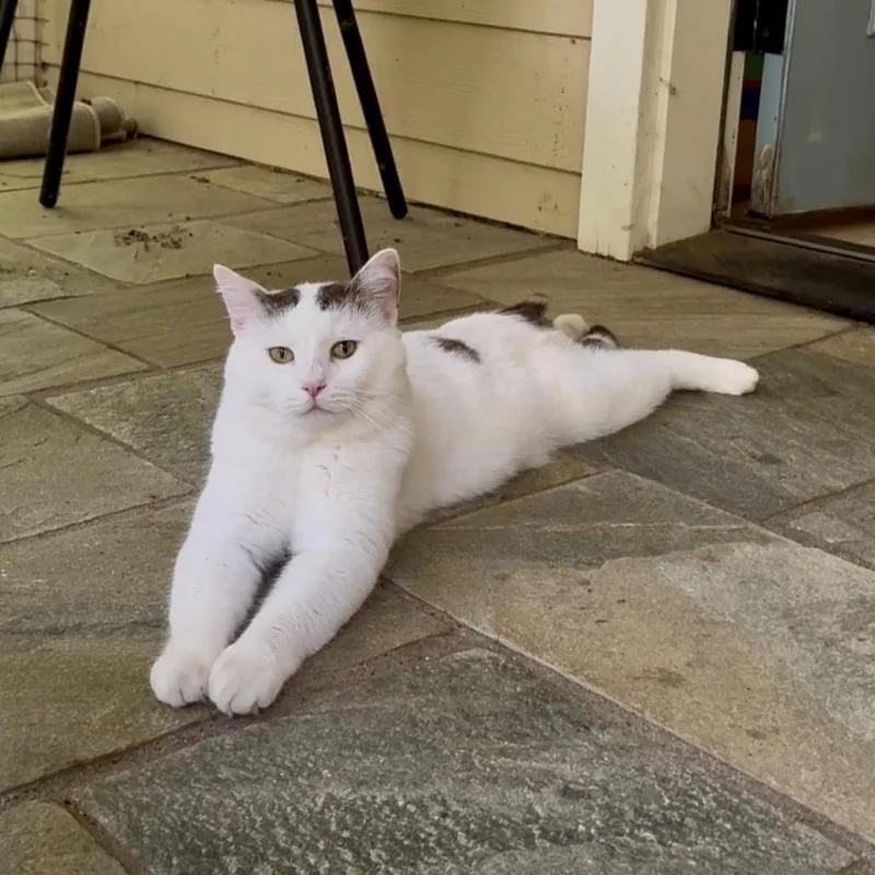 A young small-sized male White Domestic Short Hair cat named Cirillo for adoption in Charlottesville, VA