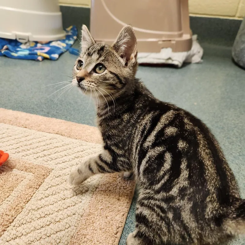 A young medium-sized female Brown / Chocolate Domestic Short Hair cat named Meadow for adoption in Naples, FL