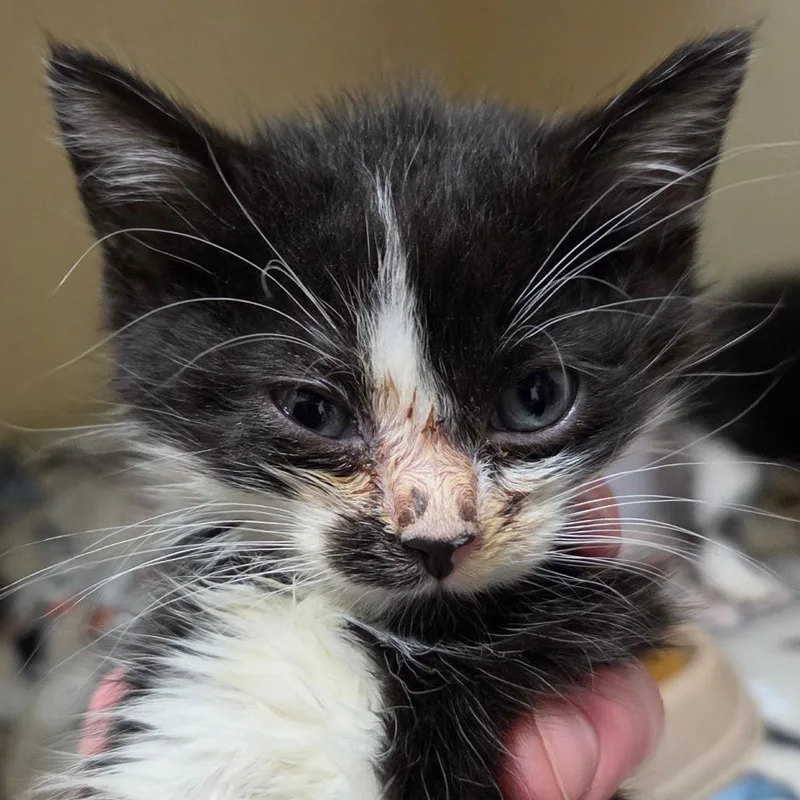 A baby medium-sized male Black Domestic Short Hair cat named Caspian for adoption in Zanesville, OH