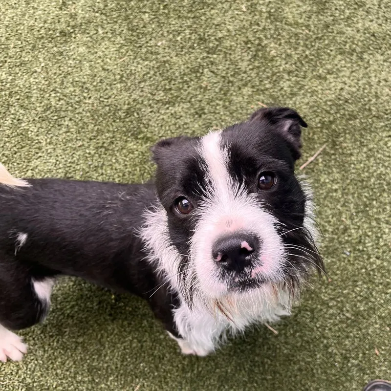 A young medium-sized male Black Mixed Breed dog named Beetle for adoption in Fairport, NY