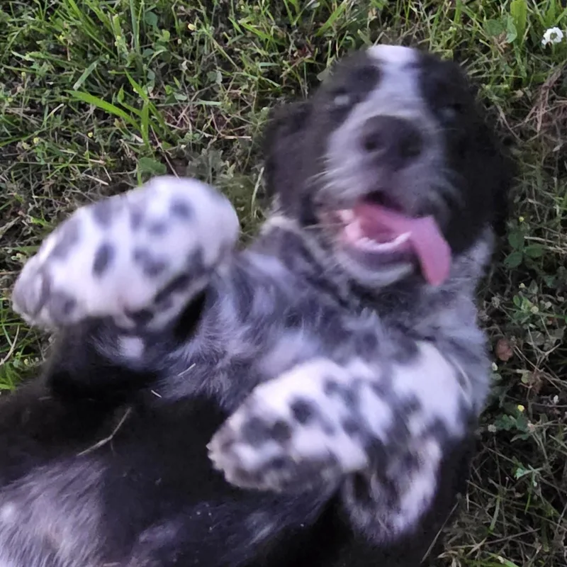 Radley thumbnail 3