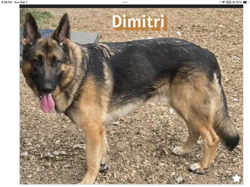 An adult large-sized male German Shepherd Dog dog named Dimitri for adoption in Rome, GA