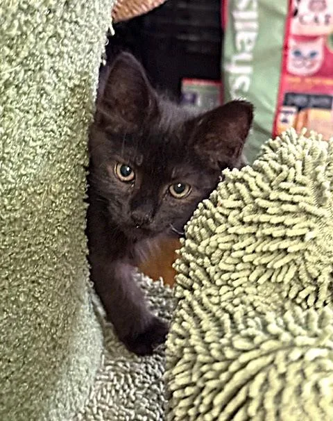 A baby small-sized male Domestic Short Hair cat named Ralph for adoption in Sacramento, CA