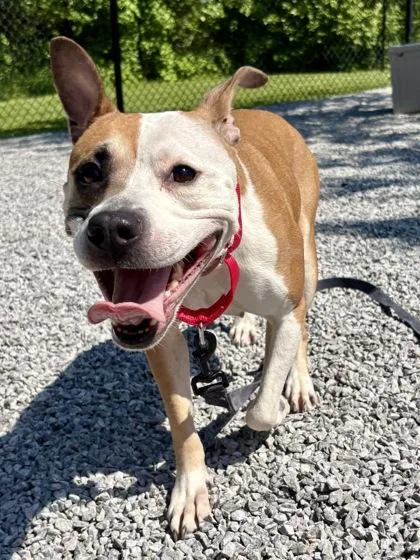 An adult medium-sized female Mixed Breed dog named Jubilee for adoption in Cincinnati, OH