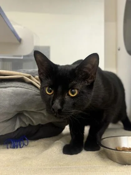 An adult medium-sized male Domestic Short Hair cat named Spooky for adoption in Vero Beach, FL