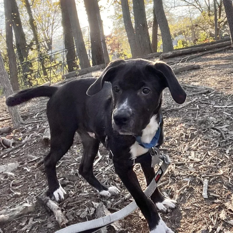 Pepper Mint thumbnail 2