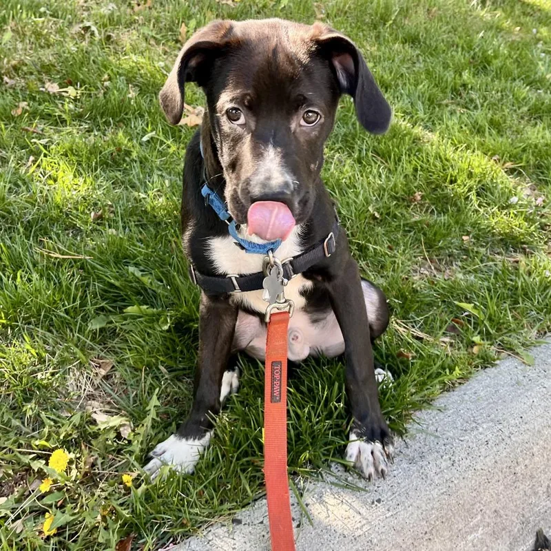 Pepper Mint thumbnail 3