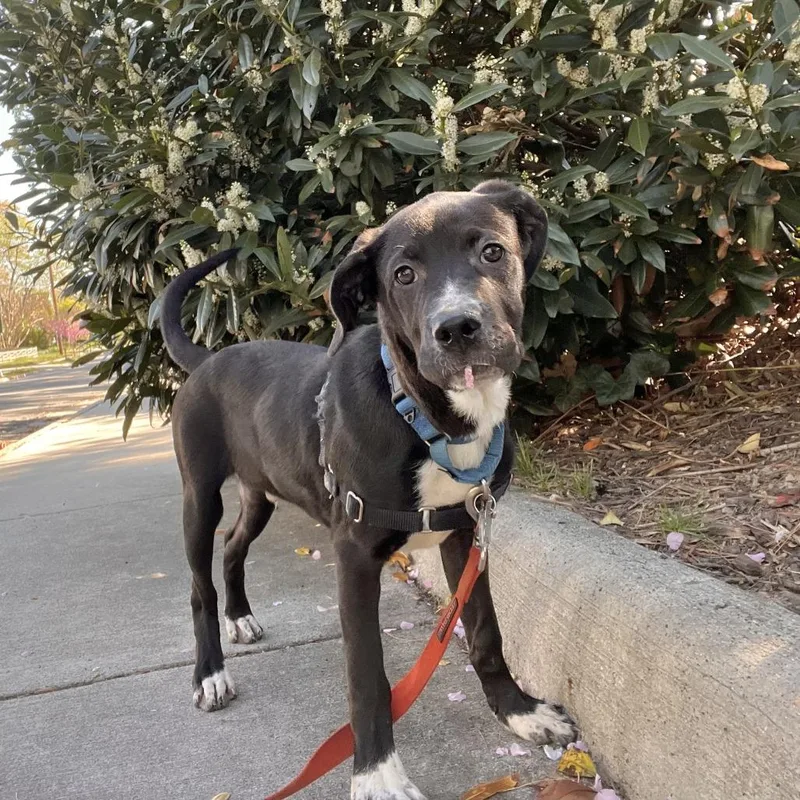 Pepper Mint thumbnail 4