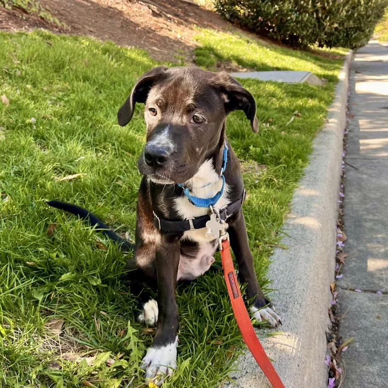 Pepper Mint thumbnail 5