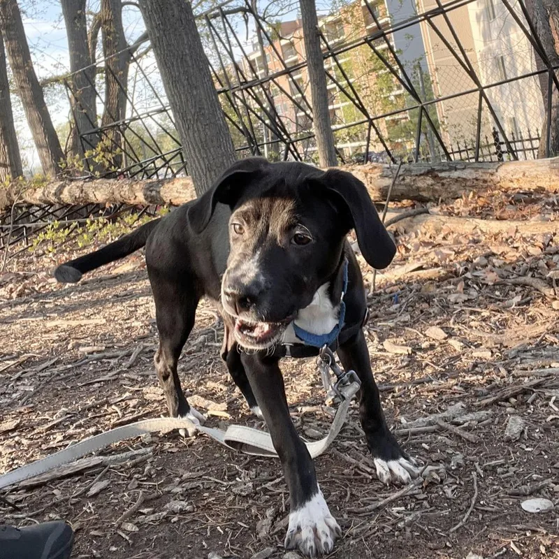 Pepper Mint thumbnail 6