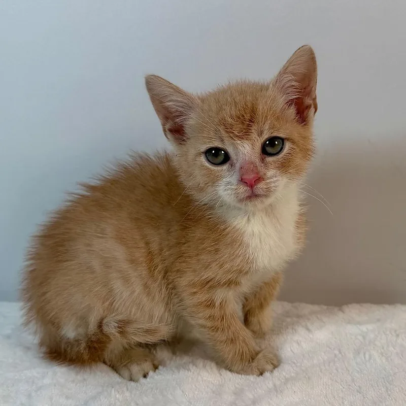 A baby small-sized male Domestic Short Hair cat named Frodo for adoption in Johnson City, TN