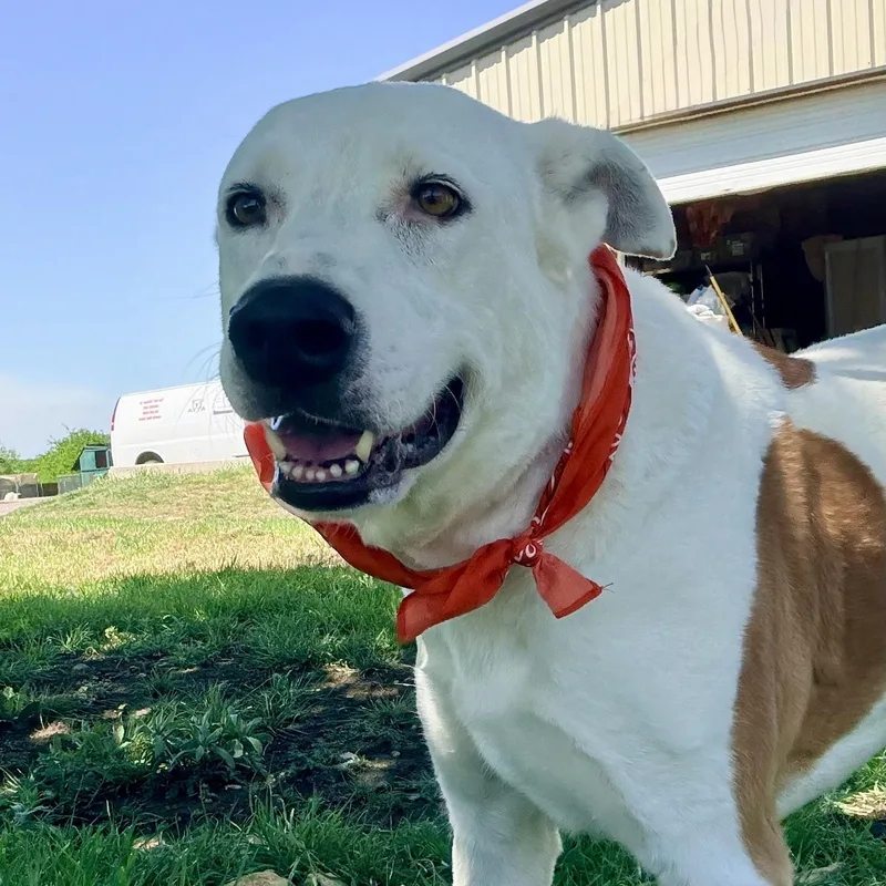 An adult large-sized male White / Cream Labrador Retriever dog named King for adoption in Justin, TX