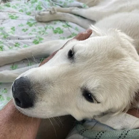 Nala