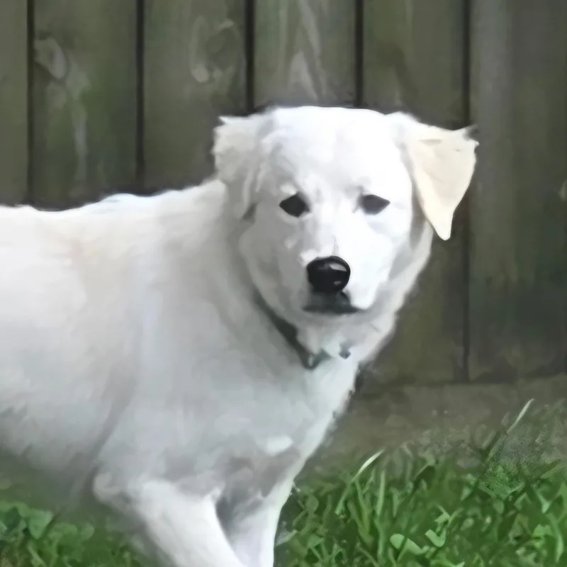 Nala thumbnail 2