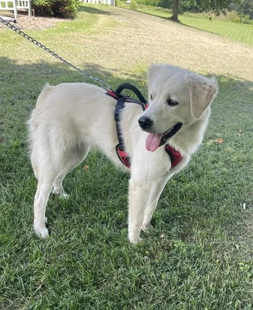 Nala thumbnail 4
