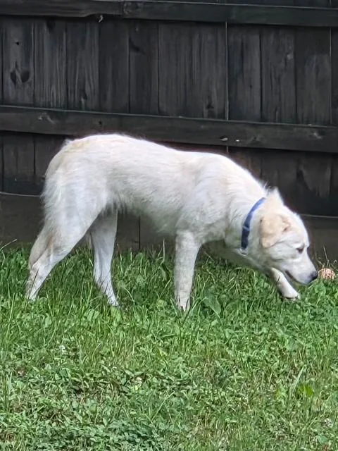 Nala thumbnail 6