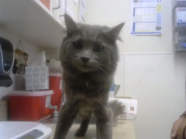 A young small-sized male Domestic Short Hair cat named Mr.proudfoot for adoption in Albuquerque, NM