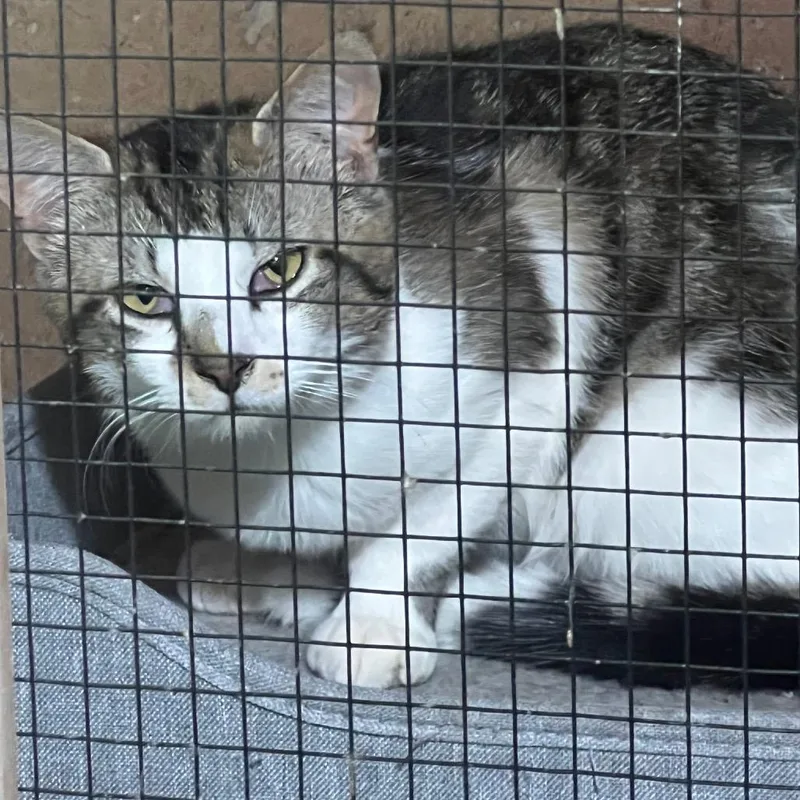 A young small-sized male Brown / Chocolate Domestic Short Hair cat named Atlas for adoption in Klamath Falls, OR