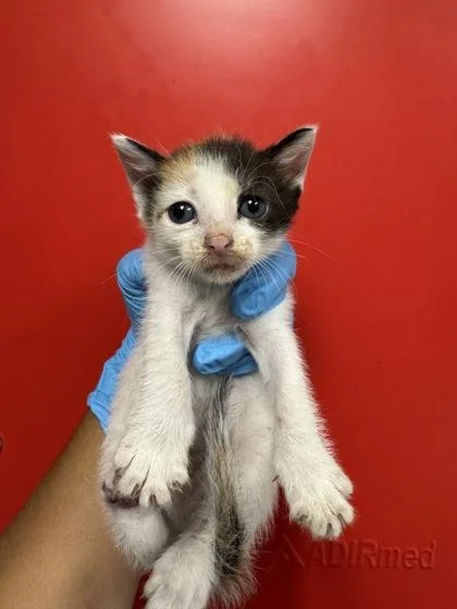 A young small-sized female Domestic Short Hair cat named B Snowy for adoption in North Charleston, SC