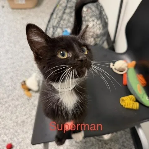 A baby medium-sized male Domestic Short Hair cat named Superman for adoption in Bryan, OH