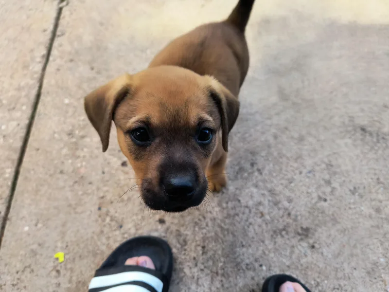 A baby medium-sized female Boxer dog named Millie for adoption in Aurora, IL