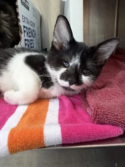A baby small-sized male Domestic Short Hair cat named Gregory for adoption in Westland, MI