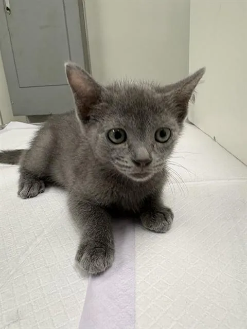 A baby small-sized female Domestic Short Hair cat named Celeste for adoption in Ontario, CA