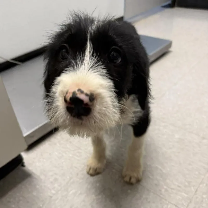 A baby medium-sized male White / Cream Mixed Breed dog named Scrappy Doo for adoption in Austin, TX