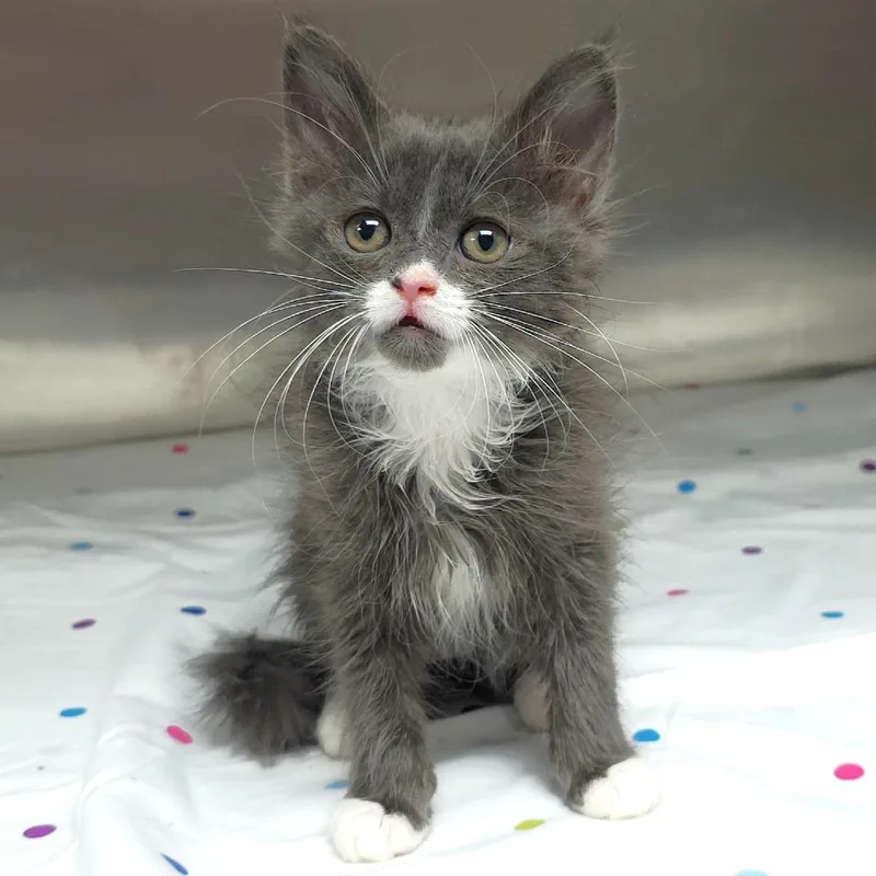A baby small-sized female Gray / Blue / Silver Domestic Long Hair cat named Nancy for adoption in Michigan City, IN