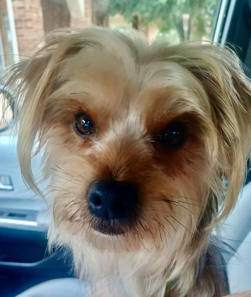 An adult small-sized male Red / Chestnut / Orange Silky Terrier dog named Langley for adoption in Plano, TX