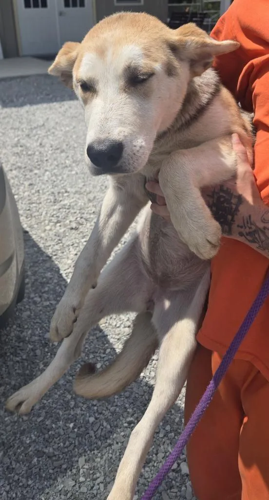 A baby medium-sized female Mixed Breed dog named Minnie for adoption in Greencastle, IN