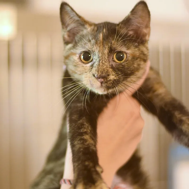 A baby small-sized female Tortoiseshell Domestic Short Hair cat named Koyo for adoption in Belleville, IL