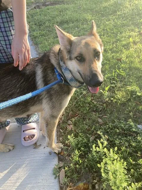 An adult large-sized female Mixed Breed dog named Samantha for adoption in Dallas, TX