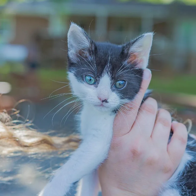 A baby small-sized female Black Domestic Short Hair cat named Tinker for adoption in Greensboro, NC